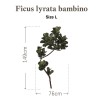 Botanical Sticker | Fiddle-leaf fig Bambino